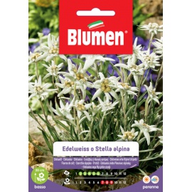 BLUMEN EDELWEISS O STELLA ALPINA