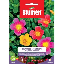 BLUMEN PORTULACA GRANDIFLORA SEMPLICE IN MISCUGLIO