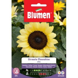 BLUMEN GIRASOLE MOONSHINE ALTO