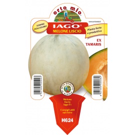 MELONE LISCIO IAGO