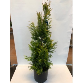 THUYA PLICATA FOREVER GOLDY