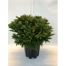 CRYPTOMERIA GLOBOSA NANA
