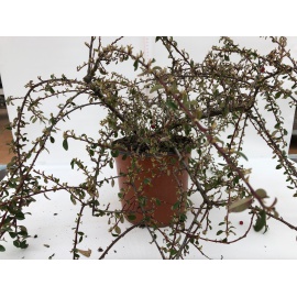 COTONEASTER DAMMERI RADICANS