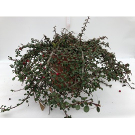 COTONEASTER DAMMERI CORAL BEAUTY