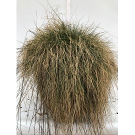 FESTUCA GLAUCA VASO 24