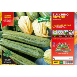 ZUCCHINO DA PALO ORTANO