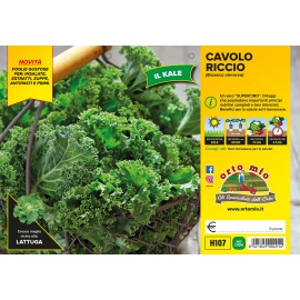 CAVOLO RICCIO