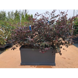 LOROPETALO VASCA PRONTO EFFETTO