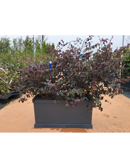 LOROPETALO VASCA PRONTO EFFETTO