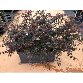 LOROPETALO VASCA PRONTO EFFETTO 2