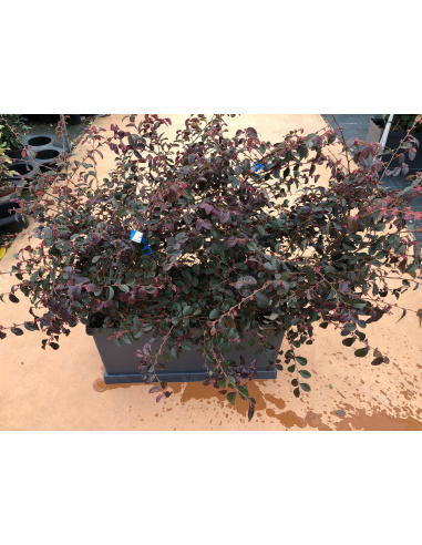 LOROPETALO VASCA PRONTO EFFETTO