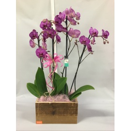 COMPOSIZIONE DUE ORCHIDEE PHALAENOPSIS COLORATE CON CASSETTA IN LEGNO RUSTICA 