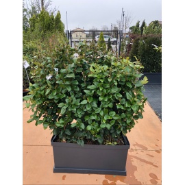 LIGUSTRO TEXANO VERDE vasca pronto effetto