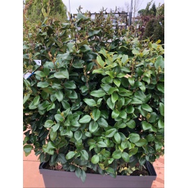 LIGUSTRO TEXANO VERDE vasca pronto effetto 2