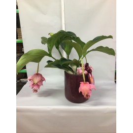 COMPOSIZIONE MEDINILLA CON CASPO’ IN CERAMICA BORDEAUX/VINACCIA