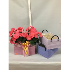 COMPOSIZIONE BEGONIE CON CASSETTA COLORATA 