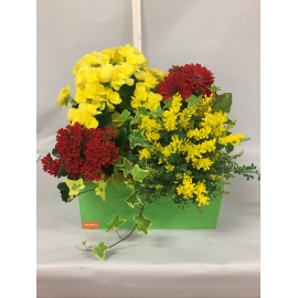 COMPOSIZIONE PIANTE FIORITE MISTE CON CASSETTA COLORATA