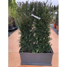 TAXUS BACCATA IN VASCA PRONTO EFFETTO