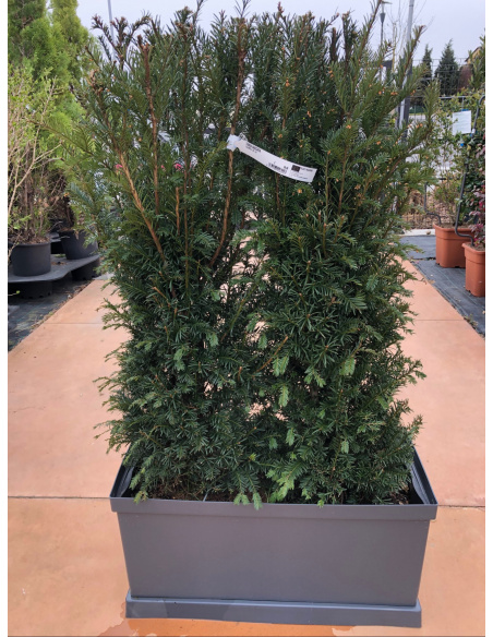 TAXUS BACCATA IN VASCA PRONTO EFFETTO