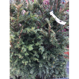 TAXUS BACCATA IN VASCA PRONTO EFFETTO 2