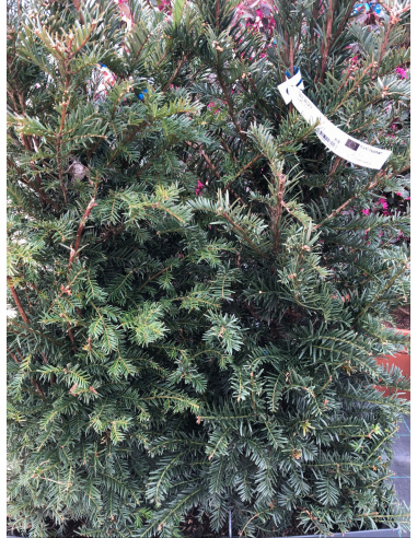 TAXUS BACCATA IN VASCA PRONTO EFFETTO