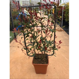 PHOTINA CON SPALLIERA