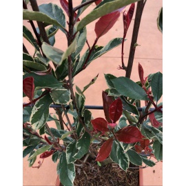 PHOTINA CON SPALLIERA 2