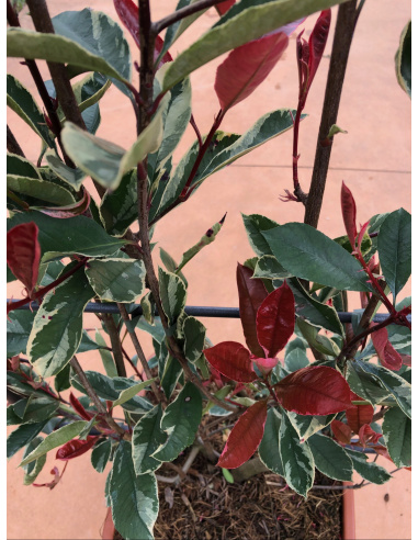 PHOTINA CON SPALLIERA