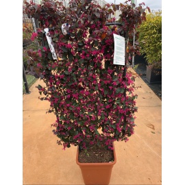 LOROPETALOSU SPALLIERA