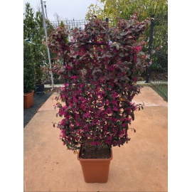 LOROPETALOSU SPALLIERA 2