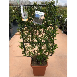 ABELIA SU SPALLIERA 2