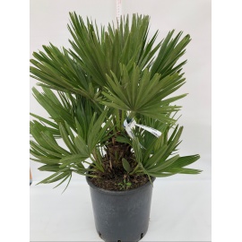 CHAMAEROPS HUMILIS