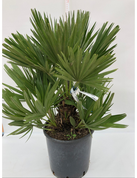 CHAMAEROPS HUMILIS