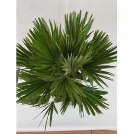 CHAMAEROPS HUMILIS 2