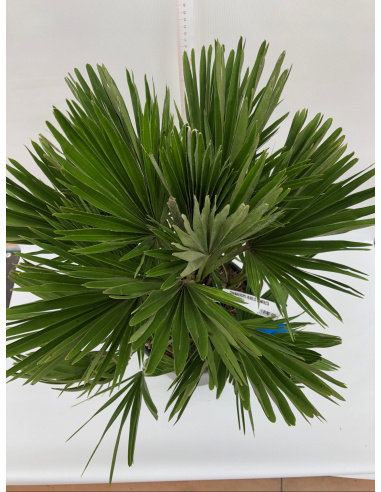 CHAMAEROPS HUMILIS