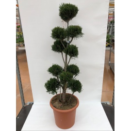 CUPRESSOCYPARIS LEYLANDII FORMA TOPIARIA