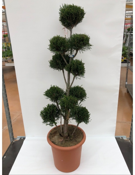 CUPRESSOCYPARIS LEYLANDII FORMA TOPIARIA
