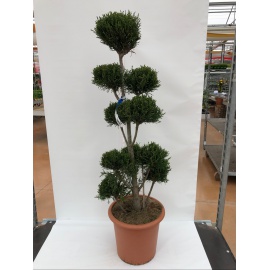 CUPRESSOCYPARIS LEYLANDII FORMA TOPIARIA 2
