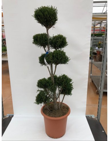 CUPRESSOCYPARIS LEYLANDII FORMA TOPIARIA