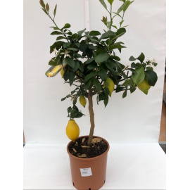 LIMONE CITRUS LIMON