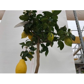 LIMONE CITRUS LIMON 2