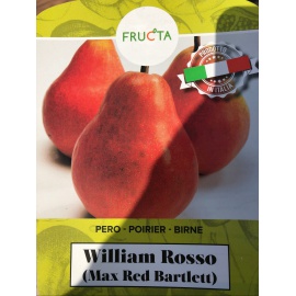 PERA WILLIAMO ROSSO