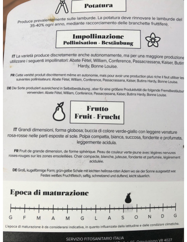 PERA DECANA DEL COMIZIO