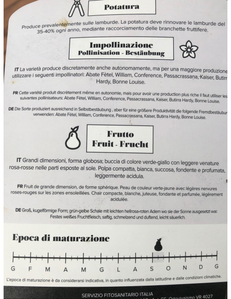 PERA DECANA DEL COMIZIO