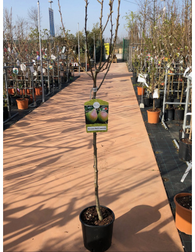 PERA DECANA DEL COMIZIO