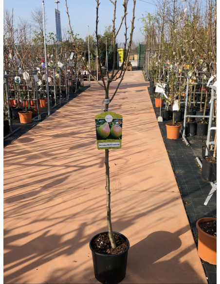 PERA DECANA DEL COMIZIO