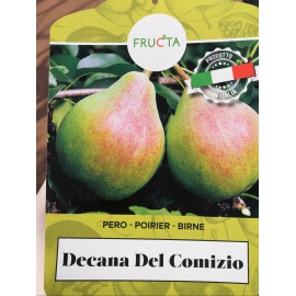 PERA DECANA DEL COMIZIO