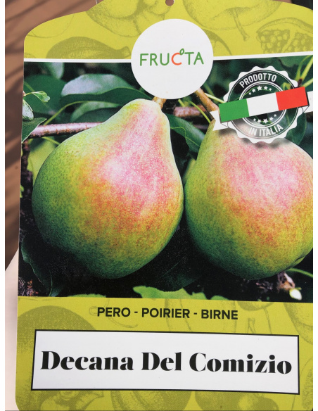 PERA DECANA DEL COMIZIO