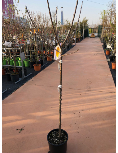 SUSINO REGINA CLAUDIA GIALLA