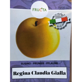 SUSINO REGINA CLAUDIA GIALLA